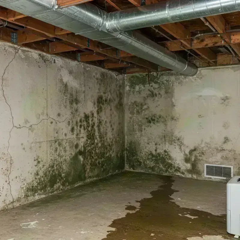 Professional Mold Removal in Peru, IL